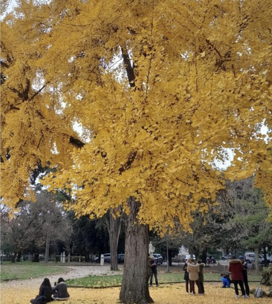 Villa Borghese perde il suo Ginkgo dorato: abbattuto l’albero centenario del Pincio, è polemica 1 Villa Borghese perde il suo Ginkgo dorato: abbattuto l’albero centenario del Pincio, è polemica 1