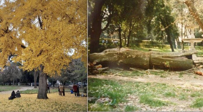 gingko