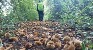 Sagre nel Lazio dal 10 al 12 ottobre 2025, viaggio tra i sapori: tacchie, funghi porcini, polenta e patate, vino 3 Sagre nel Lazio dal 10 al 12 ottobre 2025, viaggio tra i sapori: tacchie, funghi porcini, polenta e patate, vino 3