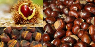 Sagra della castagna, tutti le date nei dintorni di Roma