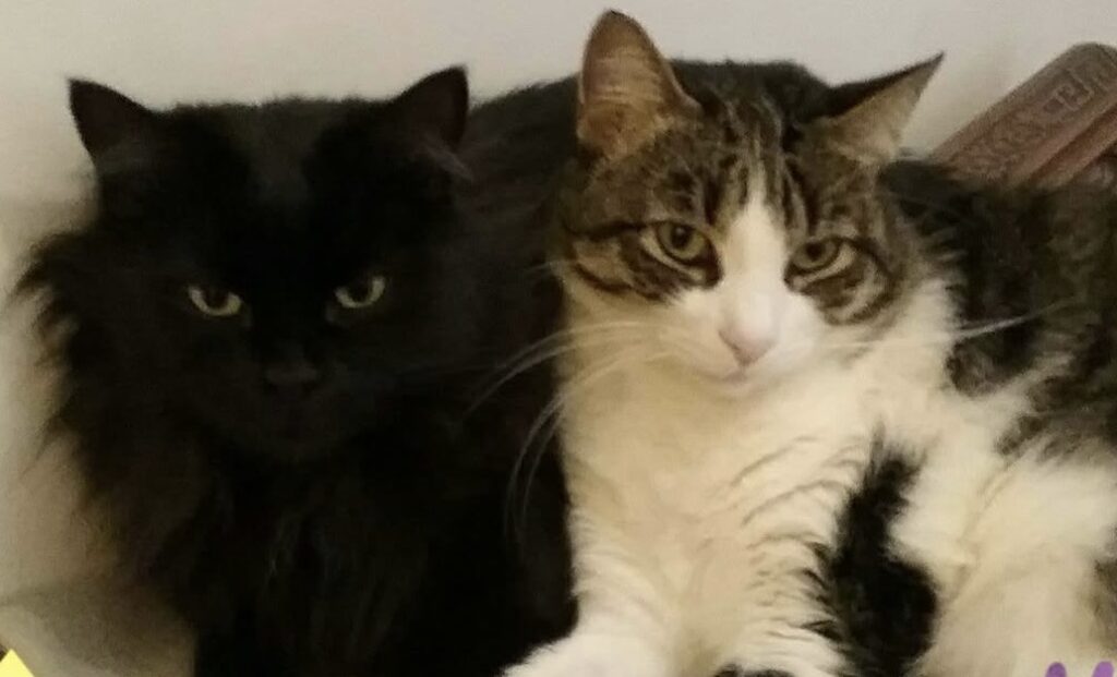 “Ai miei amatissimi gatti”: nel testamento 156mila euro al gattile della Muratella 1
