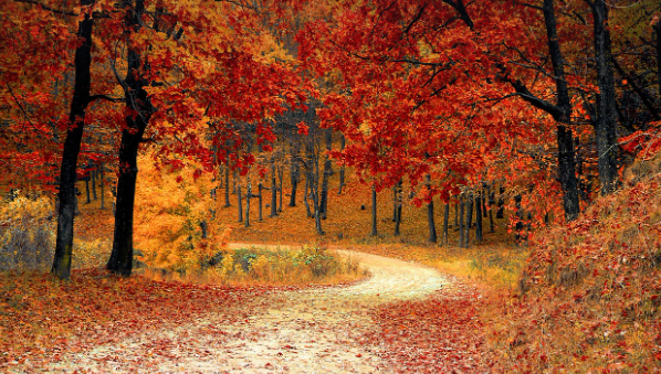 FOLIAGE AUTUNNO IMMAGINE REPERTORIO