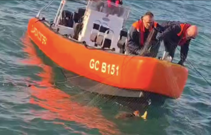 Dalle reti alla libertà: tartaruga marina salvata dalla Guardia Costiera di Fiumicino (FOTO) 2 Dalle reti alla libertà: tartaruga marina salvata dalla Guardia Costiera di Fiumicino (FOTO) 2