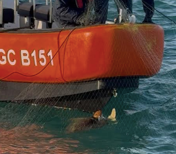 Dalle reti alla libertà: tartaruga marina salvata dalla Guardia Costiera di Fiumicino (FOTO) 1 Dalle reti alla libertà: tartaruga marina salvata dalla Guardia Costiera di Fiumicino (FOTO) 1