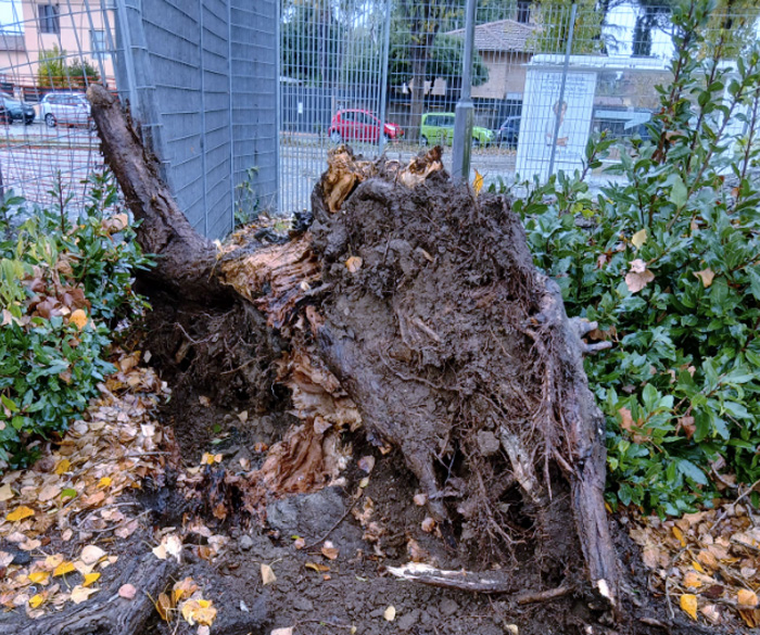 Primi danni da allerta vento a Roma: albero crolla davanti a una stazione ferroviaria. Sfiorata la tragedia (FOTO) 3 Primi danni da allerta vento a Roma: albero crolla davanti a una stazione ferroviaria. Sfiorata la tragedia (FOTO) 3
