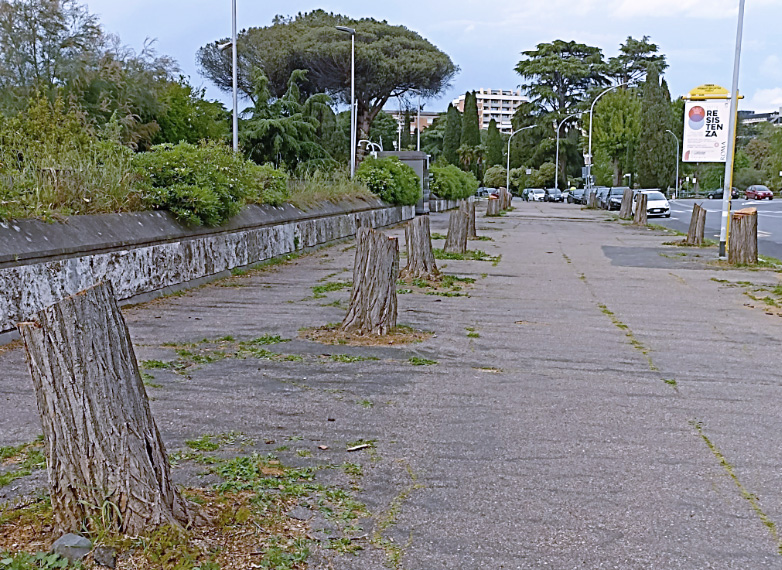 Nuova strage di alberi dall'EUR a Gianicolense. Residenti indignati: "Abbattimenti selvaggi" (VIDEO) 1
