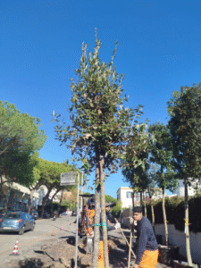 Nel Comune di Santa Marinella pini abbattuti per rifare le condutture idriche ma subito sostituiti con piante autoctone 1
