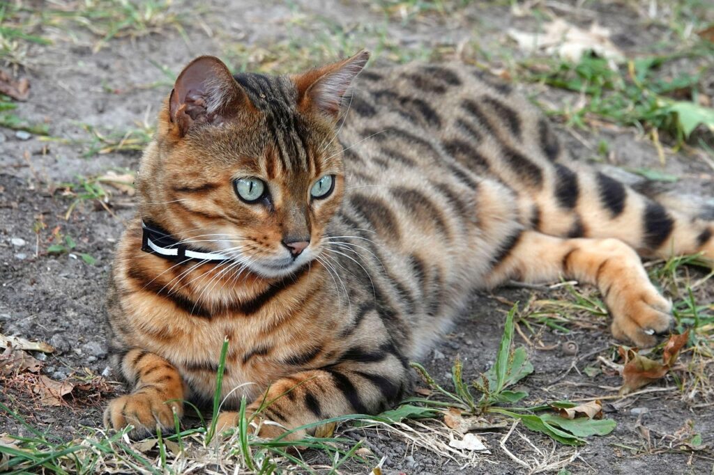 SuperCatShow 2025 a Roma: sfilate, premi e adozioni dei gatti più belli 2