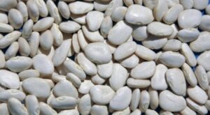 Sagre nel Lazio dal 14 al 16 novembre 2025: fagiolone, castagne, funghi, bruschette, olio e vino 1