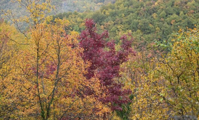 Foliage