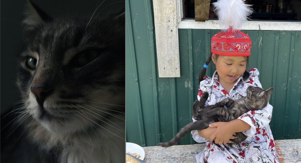 SuperCatShow 2025 a Roma: sfilate, premi e adozioni dei gatti più belli 1