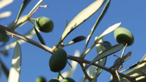 Sagre nel Lazio dal 14 al 16 novembre 2025: fagiolone, castagne, funghi, bruschette, olio e vino 3