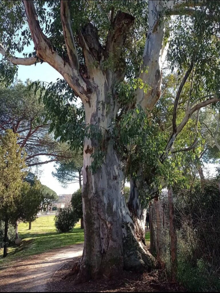A Villa Torlonia 19 alberi da abbattere (intanto cresce il primo platano clone) 1