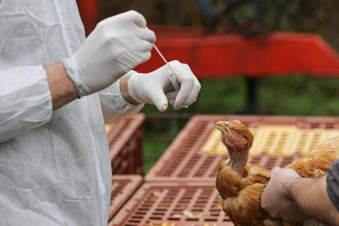 Aviaria, negli Usa primo caso umano al mondo: morto il paziente infettato dal virus