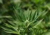 Operazione della Guardia di Finanza sul litorale: sei piante protette da un telo verde e oltre 45 grammi di droga scoperti dai Baschi Verdi durante i controlli