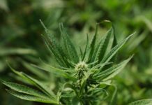 Operazione della Guardia di Finanza sul litorale: sei piante protette da un telo verde e oltre 45 grammi di droga scoperti dai Baschi Verdi durante i controlli
