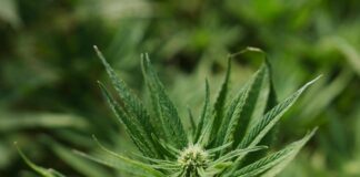 Operazione della Guardia di Finanza sul litorale: sei piante protette da un telo verde e oltre 45 grammi di droga scoperti dai Baschi Verdi durante i controlli