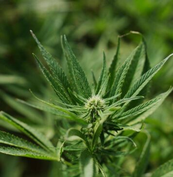 Operazione della Guardia di Finanza sul litorale: sei piante protette da un telo verde e oltre 45 grammi di droga scoperti dai Baschi Verdi durante i controlli