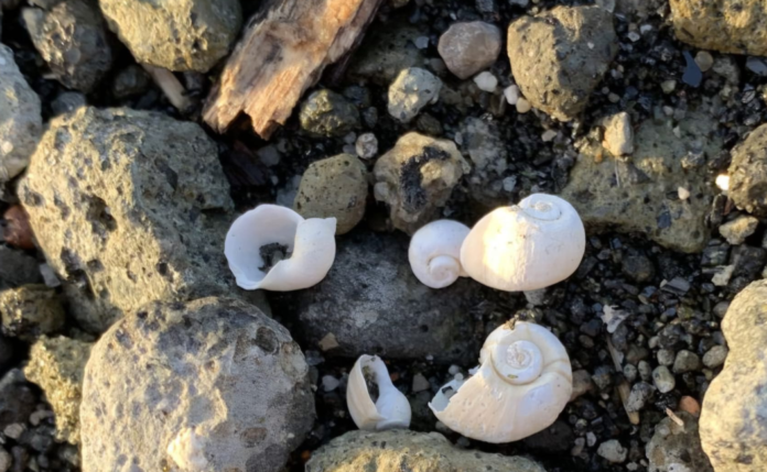FOTO OK COPERTINA ARTICOLO MORIA MOLLUSCHI LAGO DI ALBANO