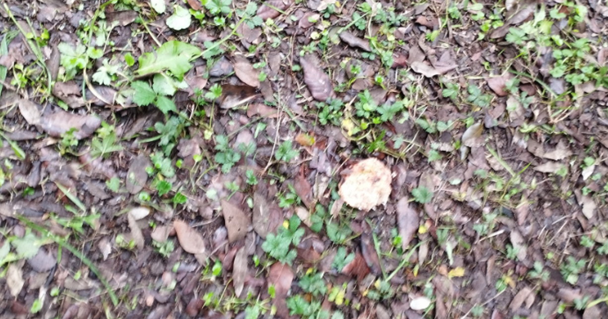 Polpette avvelenate nel parchetto delle case popolari, i residenti di Ostia Antica: "non portate qui i vostri cani" 1 Polpette avvelenate nel parchetto delle case popolari, i residenti di Ostia Antica: "non portate qui i vostri cani" 1