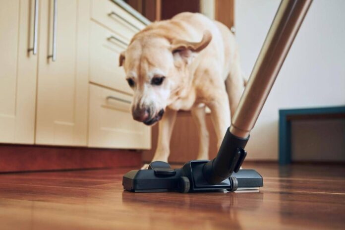 Pulizie di casa? 1 gatto su 3 si nasconde per la paura, i cani sono molto più coraggiosi