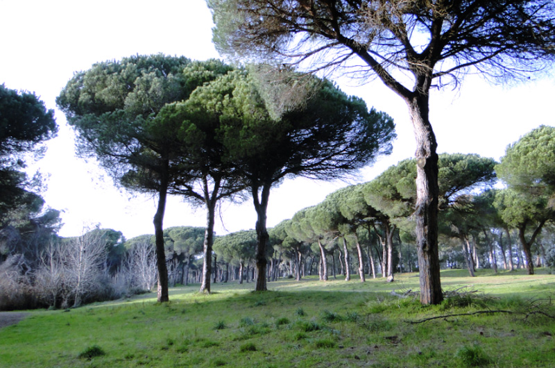 Che fare a Roma e Litorale romano nel weekend dal 5 al 7 dicembre: dove si entra gratis 3