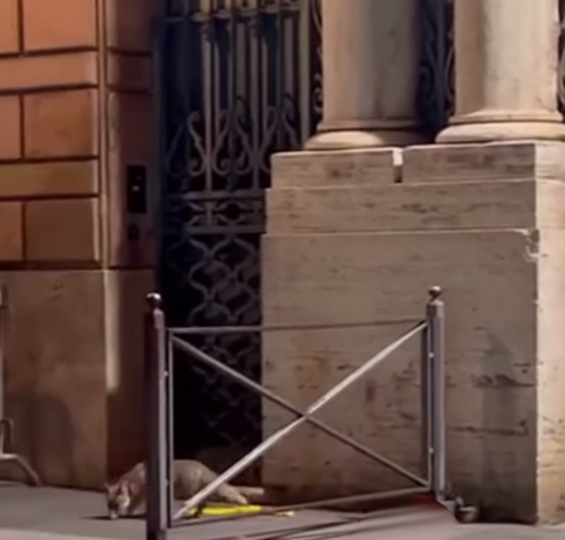 Una volpe al Vaticano: impazza sui social l’inaspettato ospite che "ruba" la scena al Cupolone (FOTO) 2 Una volpe al Vaticano: impazza sui social l’inaspettato ospite che "ruba" la scena al Cupolone (FOTO) 2