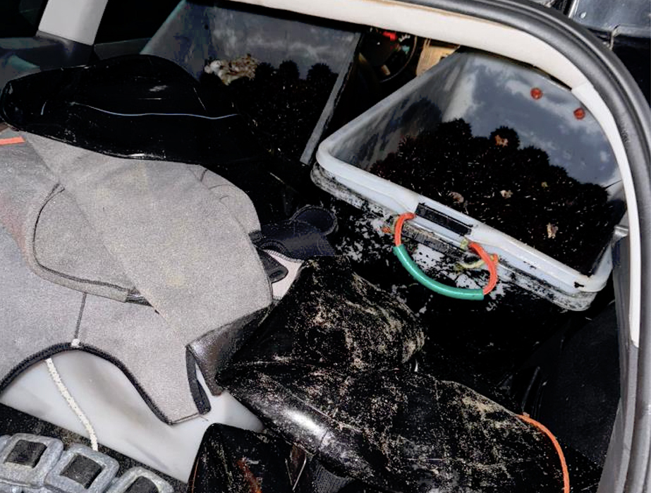 Strage di ricci sotto Natale: maxi blitz della Guardia di Finanza ferma i predoni del mare a Santa Marinella (VIDEO) 1