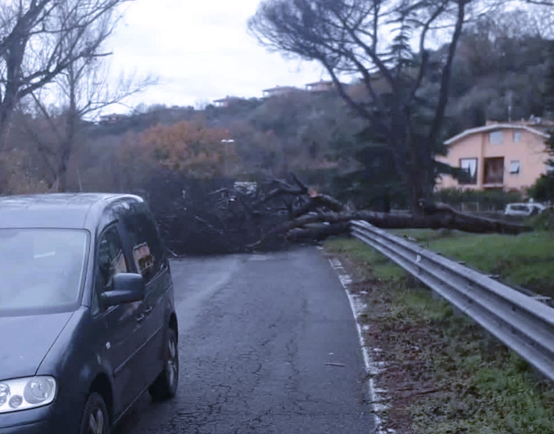 Emergenza alberi nell’hinterland della Capitale: nuovi crolli per il maltempo ma pesa l’assenza di manutenzione (FOTO) 1