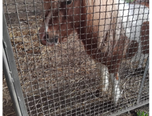 Animalisti italiani protestano a Boccea di fronte al Circo Ronyroller di Stefano Orfei 1 Animalisti italiani protestano a Boccea di fronte al Circo Ronyroller di Stefano Orfei 1