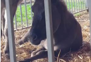 Animalisti italiani protestano a Boccea di fronte al Circo Ronyroller di Stefano Orfei 2 Animalisti italiani protestano a Boccea di fronte al Circo Ronyroller di Stefano Orfei 2