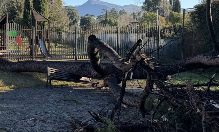 Pino crollato a Guidonia: parco chiuso e possibili nuovi abbattimenti 1