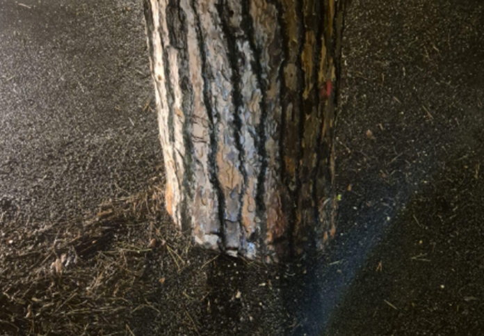 ALBERI ZOOMATI COPERTINA