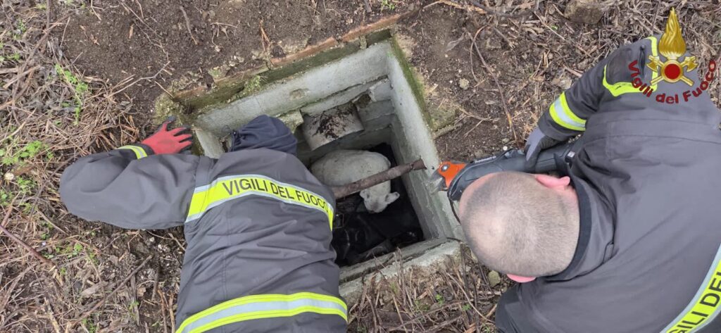 Cane precipita in una fossa a Capena, salvato dai vigili del fuoco 1