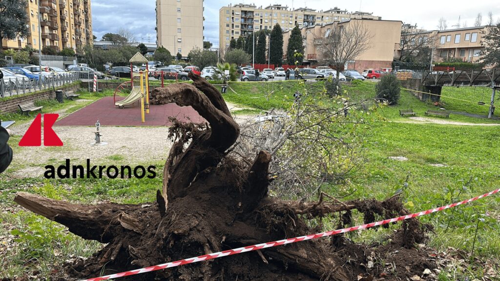 Pioppo killer al Parco Labor: era malato, ecco perché la morte di Francesca Ianni poteva essere evitata 1