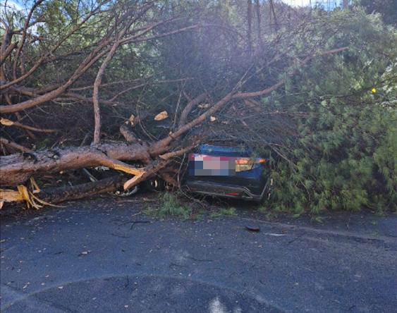 Crollo al Tufello: un enorme albero distrugge quattro auto e sfiora la tragedia tra pedoni e traffico (FOTO) 1