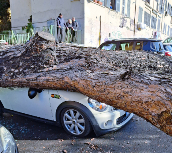 Crollo al Tufello: un enorme albero distrugge quattro auto e sfiora la tragedia tra pedoni e traffico (FOTO) 2