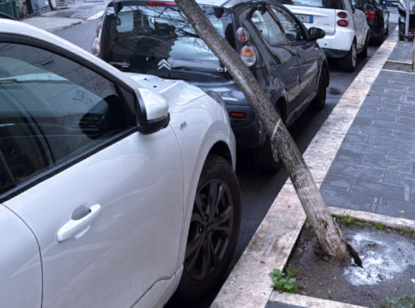 Quando il verde diventa un pericolo: nuovi crolli di alberi tra marciapiedi e auto mettono in allarme Monteverde (VIDEO) 1