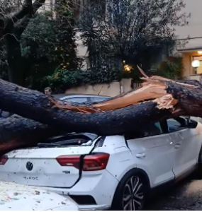 Paura nella capitale: dopo il pino al Colosseo altri alberi vengono giù in diverse parti della città (FOTO) 4 Paura nella capitale: dopo il pino al Colosseo altri alberi vengono giù in diverse parti della città (FOTO) 4