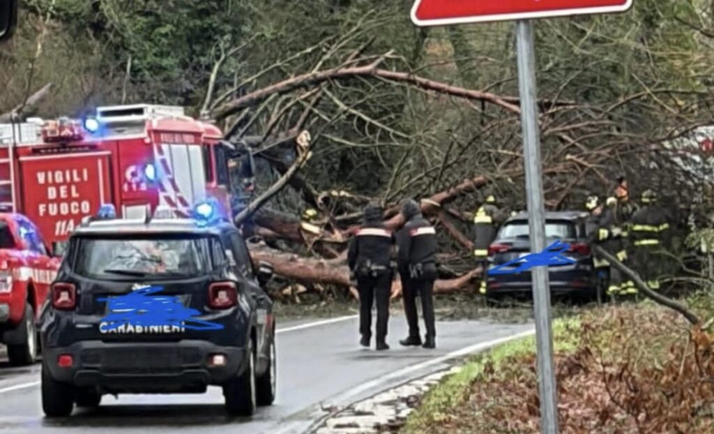 Pino cade su un bus alla Balduina, un altro ferisce un’automobilista all'Eur 1