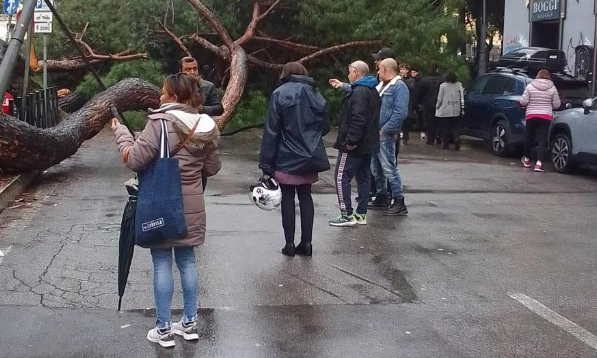appia albero caduto copertina