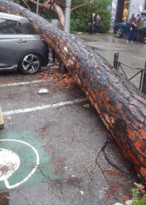 Paura nella capitale: dopo il pino al Colosseo altri alberi vengono giù in diverse parti della città (FOTO) 3 Paura nella capitale: dopo il pino al Colosseo altri alberi vengono giù in diverse parti della città (FOTO) 3