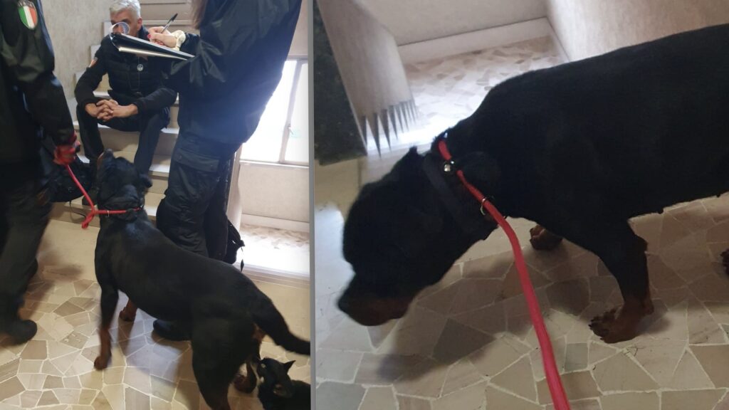 Cane lasciato sul terrazzo sotto la pioggia battente a Roma: intervengono le guardie zoofile 1