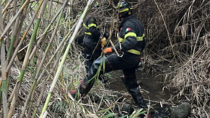 Cavallo finisce in un dirupo a Cerveteri: corsa contro il tempo per salvarlo