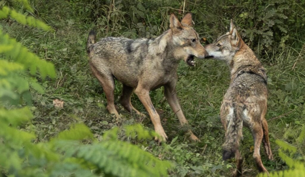 Calendario 2026 del Parco dei Monti Simbruini: un viaggio fotografico tra natura e biodiversità (ecco come ottenerlo gratis) 1 Calendario 2026 del Parco dei Monti Simbruini: un viaggio fotografico tra natura e biodiversità (ecco come ottenerlo gratis) 1