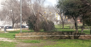 Dramma sfiorato al Parco di Acilia: “Quell’albero è venuto giù come una mannaia” 2 Dramma sfiorato al Parco di Acilia: “Quell’albero è venuto giù come una mannaia” 2