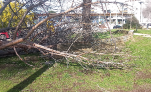 Dramma sfiorato al Parco di Acilia: “Quell’albero è venuto giù come una mannaia” 1 Dramma sfiorato al Parco di Acilia: “Quell’albero è venuto giù come una mannaia” 1
