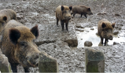 sfattoria degli animali