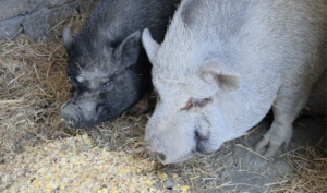 Sfattoria degli Ultimi, allarme animalisti: “Cinghiali, asinelli e pecore allo stremo mentre le istituzioni sono latitanti” (VIDEO E FOTO) 1 Sfattoria degli Ultimi, allarme animalisti: “Cinghiali, asinelli e pecore allo stremo mentre le istituzioni sono latitanti” (VIDEO E FOTO) 1