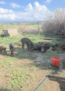 Sfattoria degli Ultimi, allarme animalisti: “Cinghiali, asinelli e pecore allo stremo mentre le istituzioni sono latitanti” (VIDEO E FOTO) 2 Sfattoria degli Ultimi, allarme animalisti: “Cinghiali, asinelli e pecore allo stremo mentre le istituzioni sono latitanti” (VIDEO E FOTO) 2